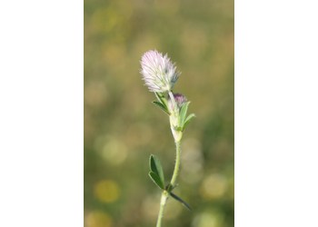 Hasen-Klee (Trifolium arvense) - © Philipp Sengl